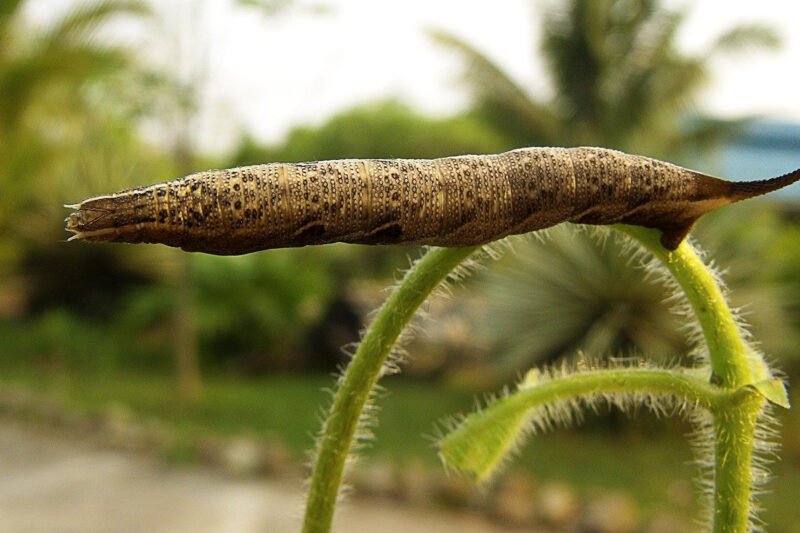 How Often Should You Use a Honing Steel on Your Knives?