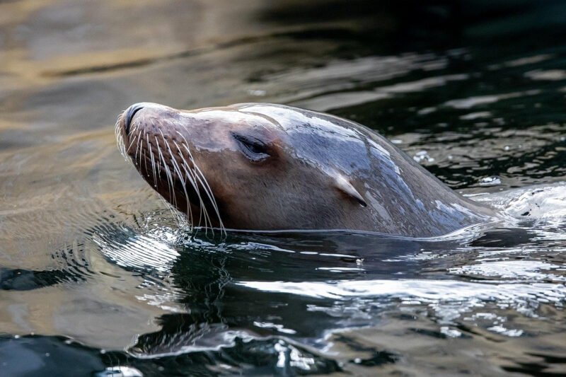 Top 5 Flipper Knives for Everyday Carry