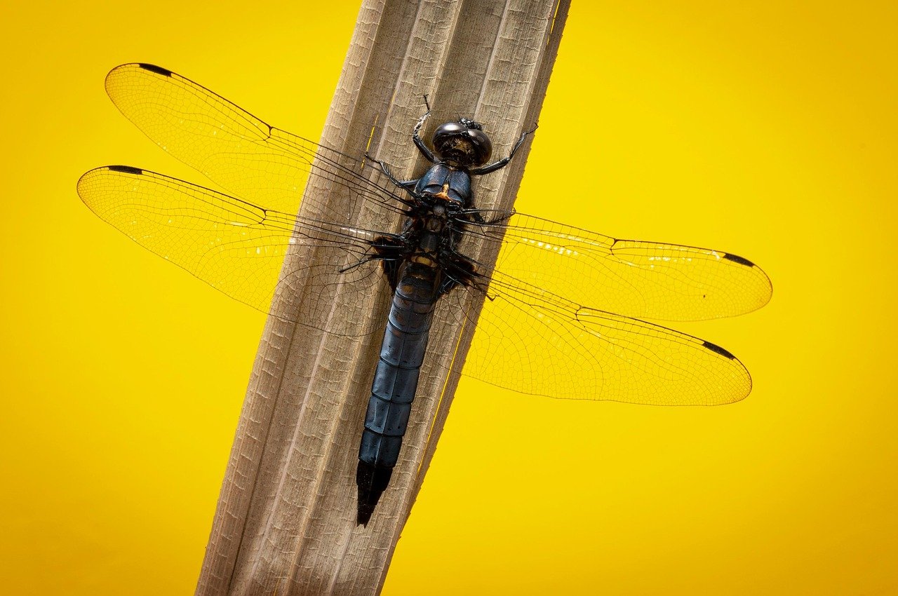 G881e2b2d41bb731702c52ac32a450d8af40b0d5987da3e345aef4c735a1d3aeffa0156023ef3edeac16b1f08b6aedde1e020cb11b7f893451976175a942b1718 1280