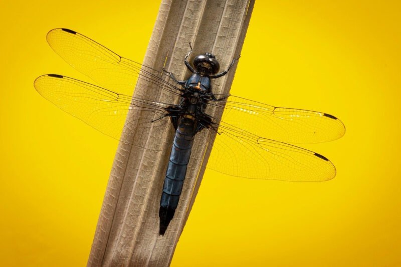 Why Every Chef Should Own a Nakiri Knife