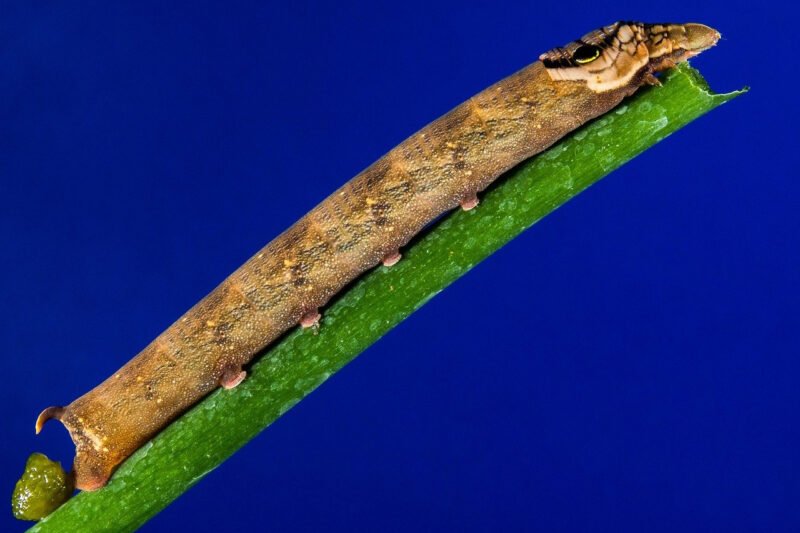 Essential Tips for Using a Honing Steel Effectively