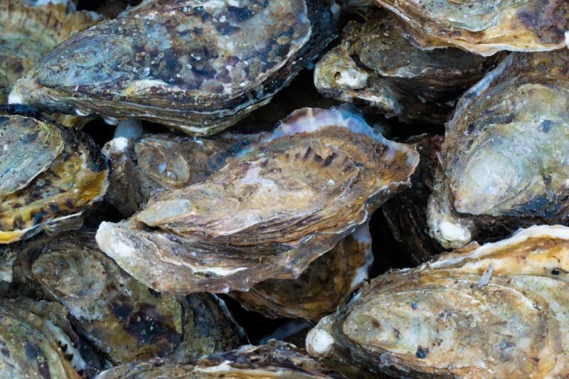 5 Essential Tips for Using Your Oyster Knife Safely