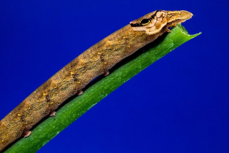 Mastering the Art of Using a Honing Steel for Chefs