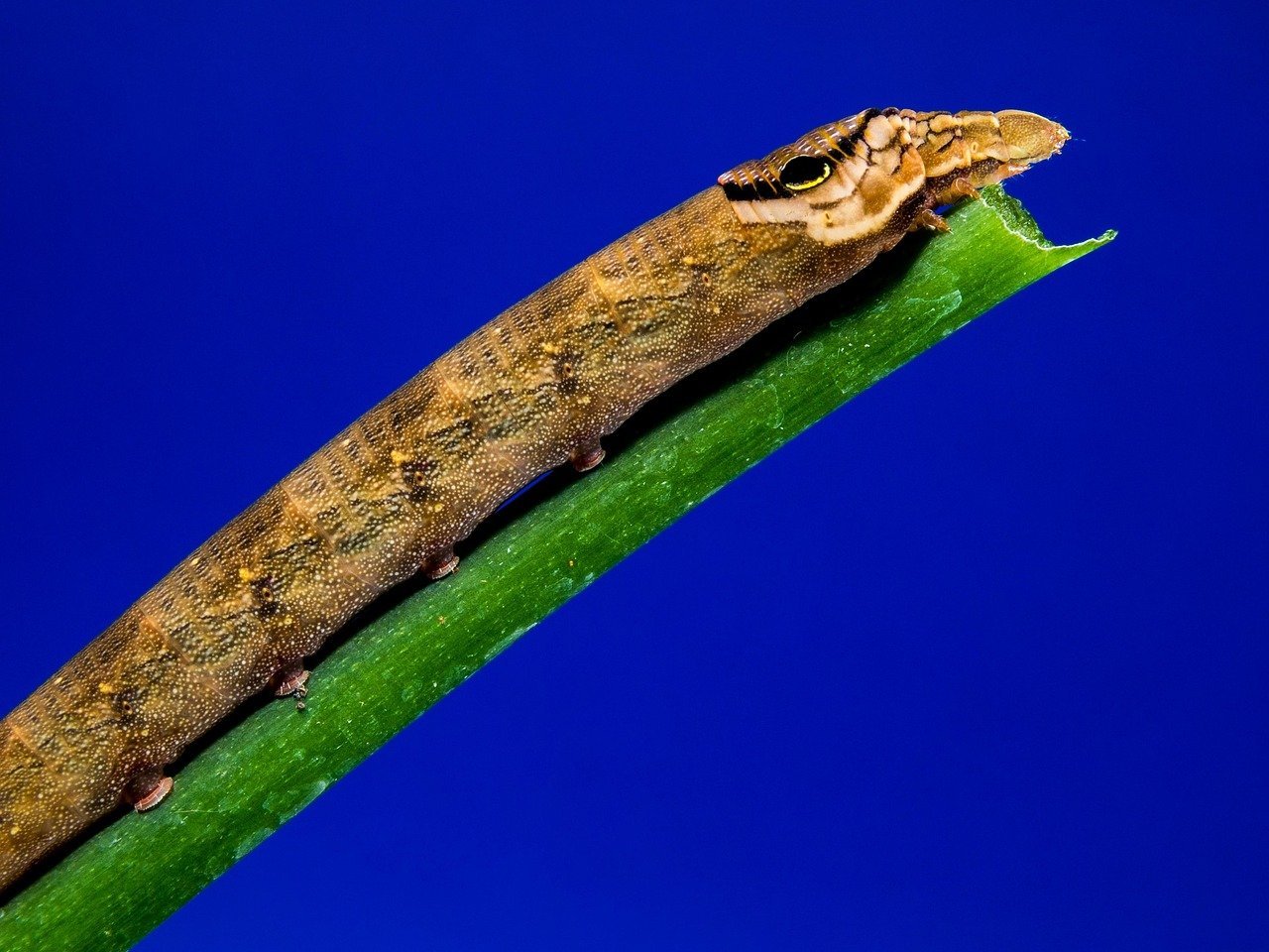 Mastering the Art of Using a Honing Steel for Chefs